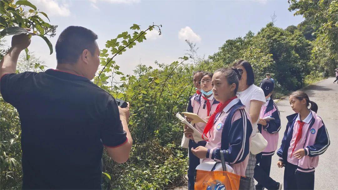 红花木莲价格揭秘，一场自然美景的探寻之旅