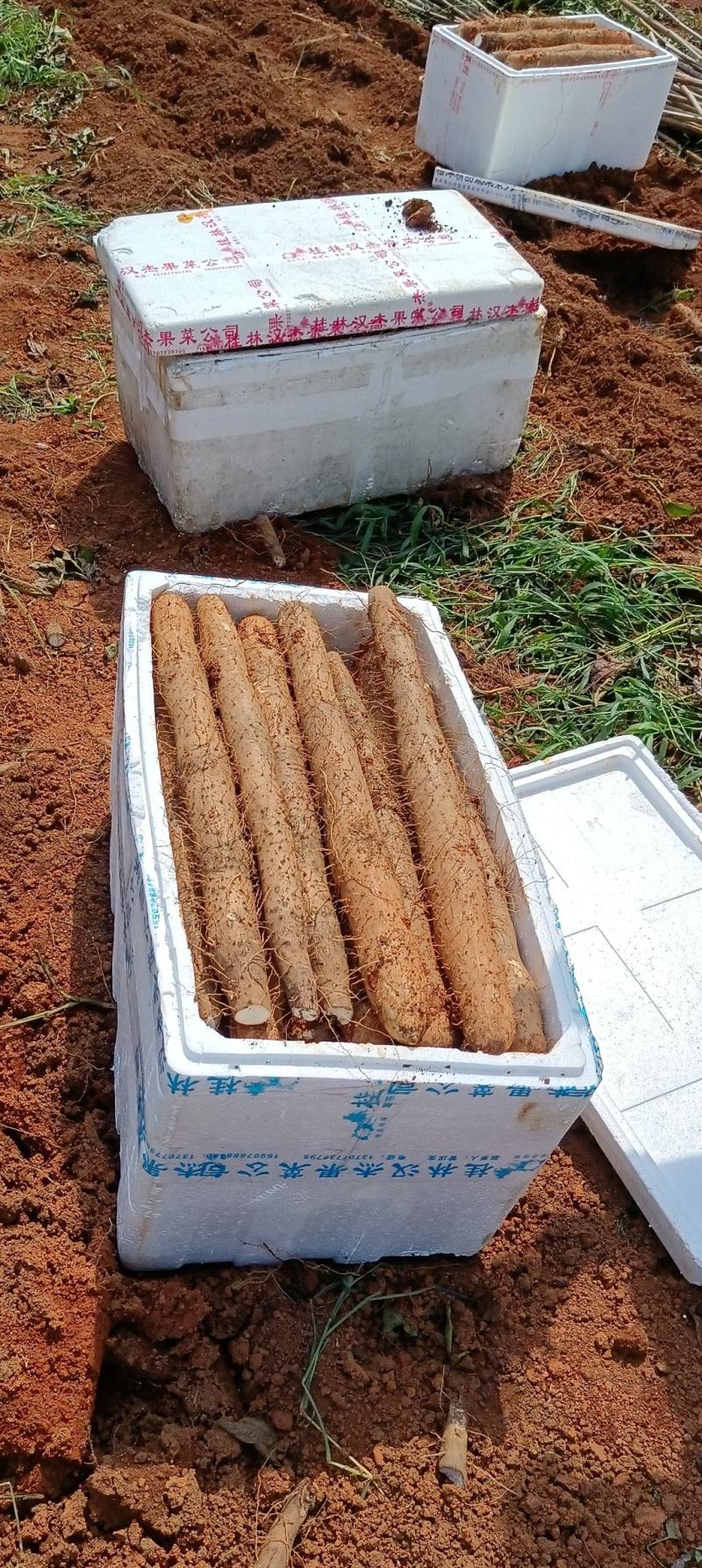 广西淮山滞销现状揭秘，背后的温馨故事与最新动态
