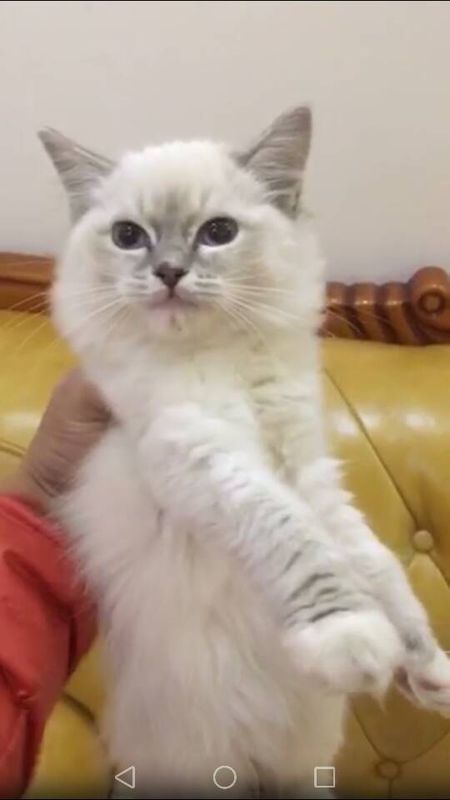 最新猫品种，一段猫咪的温馨日常故事
