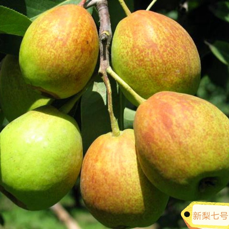 梨最新价格及分析概览