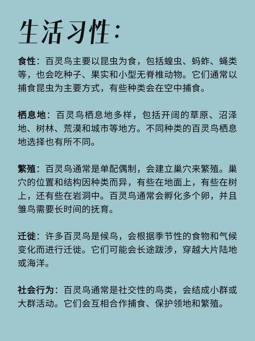 保定百灵鸟最新资讯速递