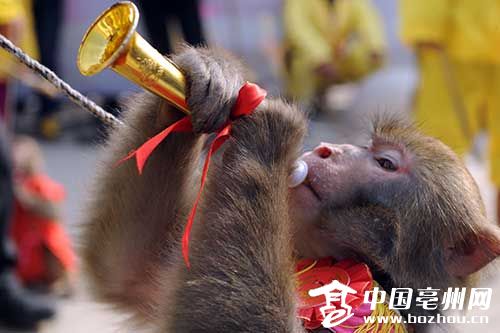 最新猴王，自然探险之旅，探寻内心平和与宁静的旅程