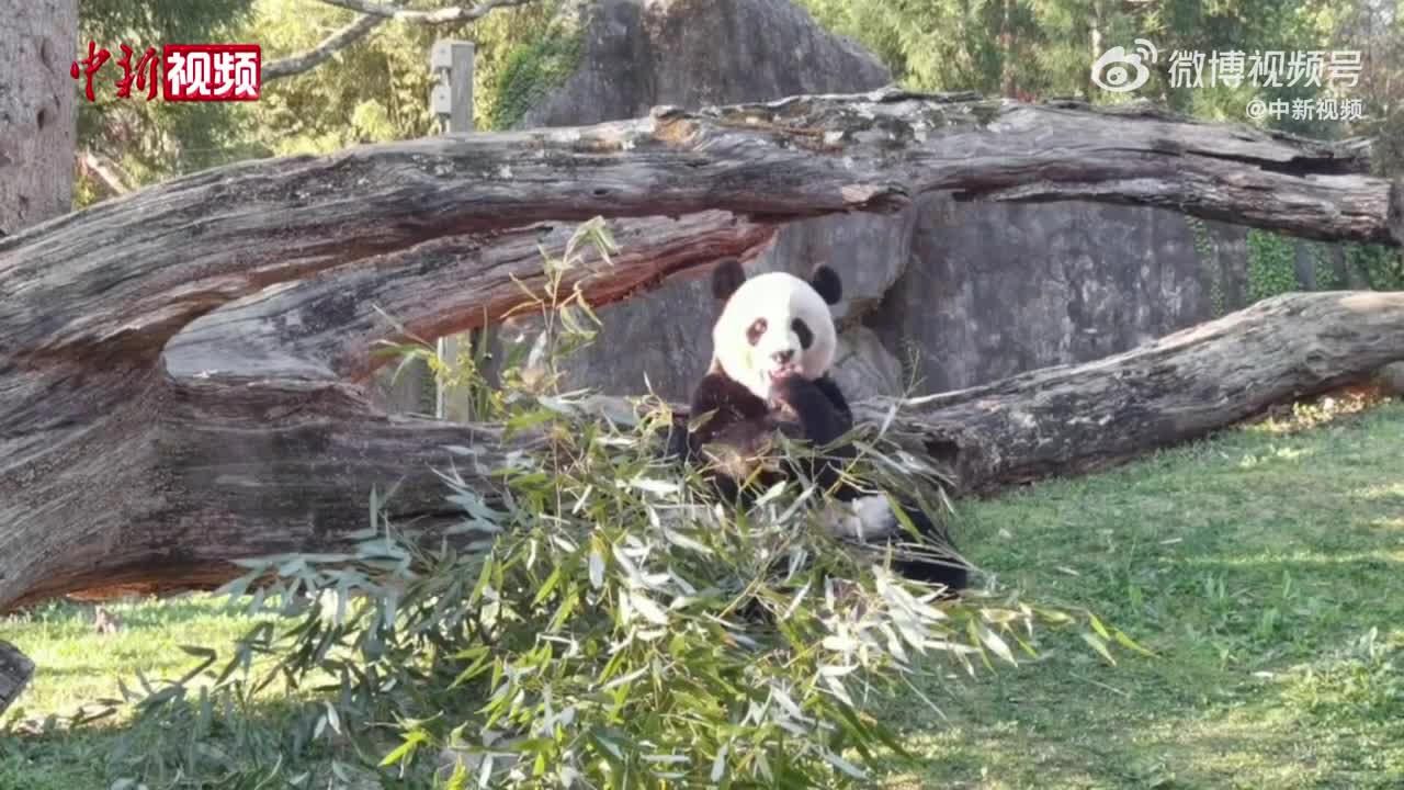 添添熊猫最新动态更新
